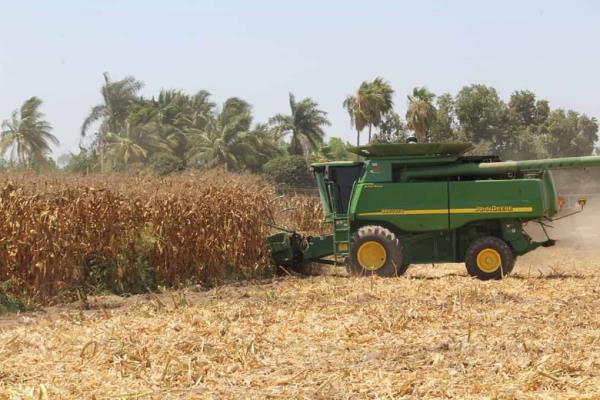 Cae precio del maíz a 3 mil 996 pesos por tonelada