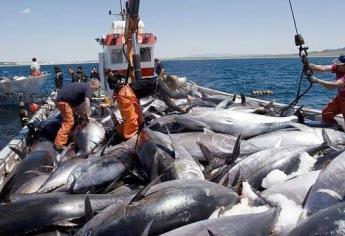 Reporta Pinsa capturas de 70 mil toneladas de atún