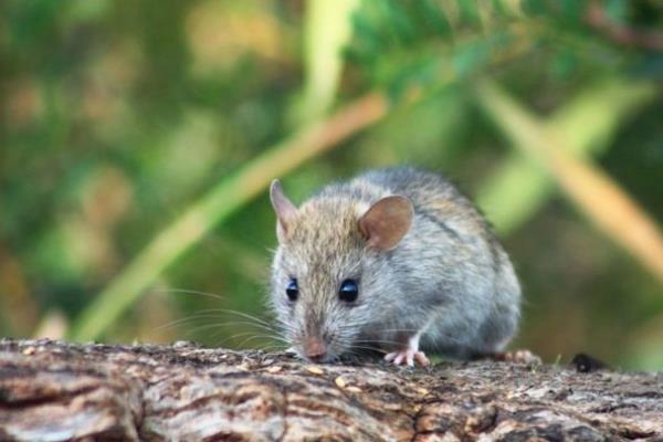 Intensifican acciones contra rata de campo