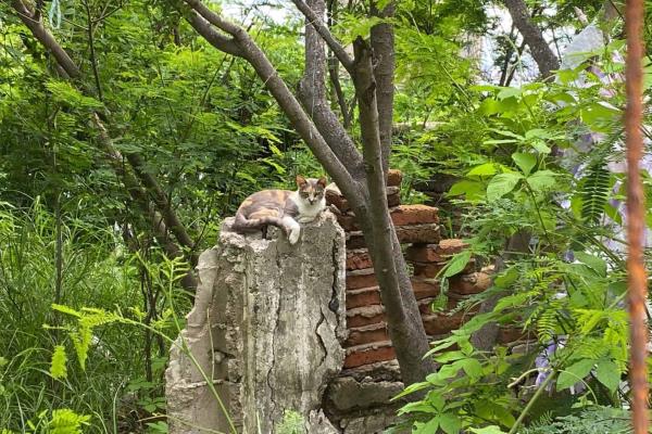 Buscan contener la población de gatos en Faro Mazatlán