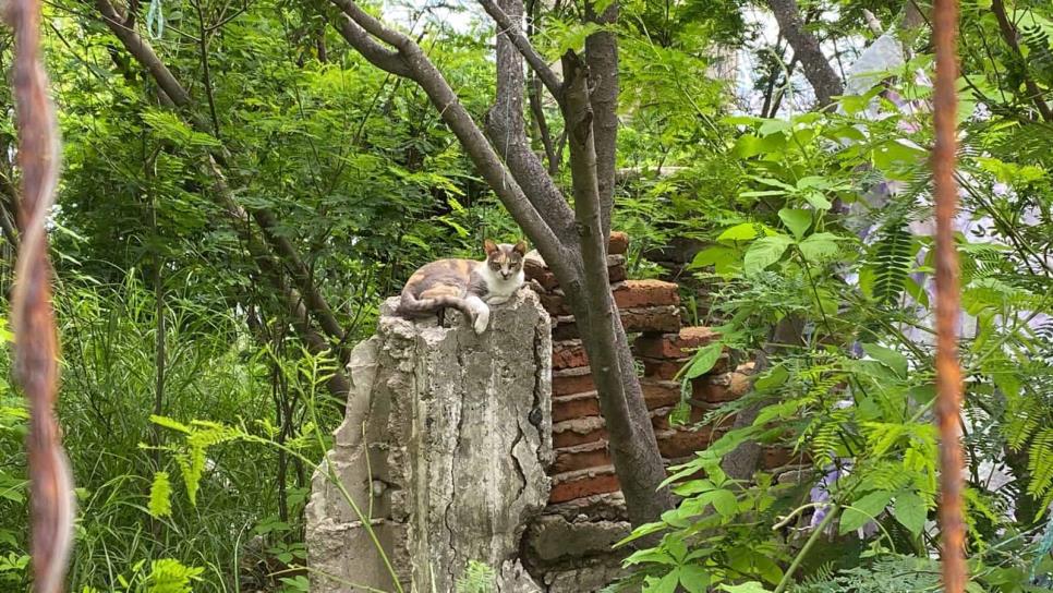 Buscan contener la población de gatos en Faro Mazatlán