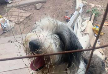 Bajo la lluvia e infestada de pulgas, sigue perrita en Real del Valle