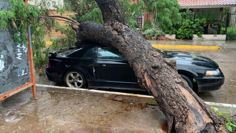 Árbol cae sobre un mustang en Guasave; por fortuna no hay lesionados