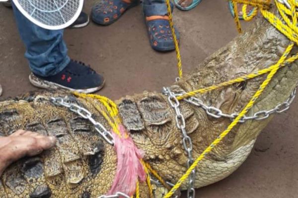 Vecinos de Villa Juárez, Navolato, capturan cocodrilo gigante de más de 4 metros de largo
