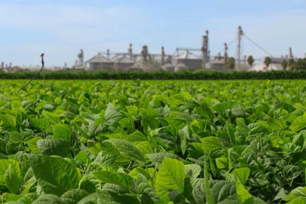 Sinaloa no debe rebasar la siembra las 60 mil hectáreas de frijol