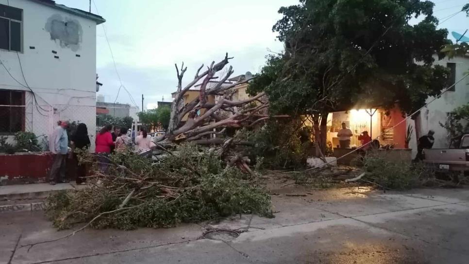 Tromba y vientos derriban árboles y postes de la CFE en Los Mochis