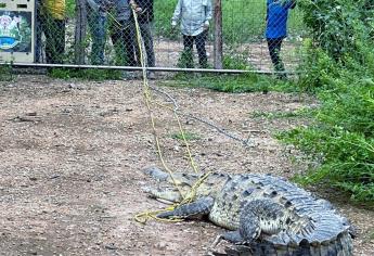Trasladan a Ostok cocodrilo encontrado en Navolato
