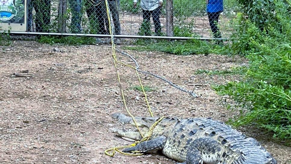 Trasladan a Ostok cocodrilo encontrado en Navolato