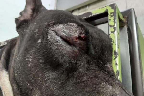 Menor de edad ataca a perrita con desarmador en Culiacán