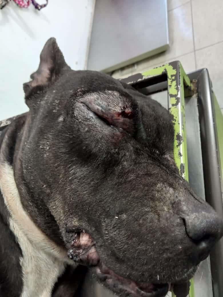 Menor de edad ataca a perrita con desarmador en Culiacán