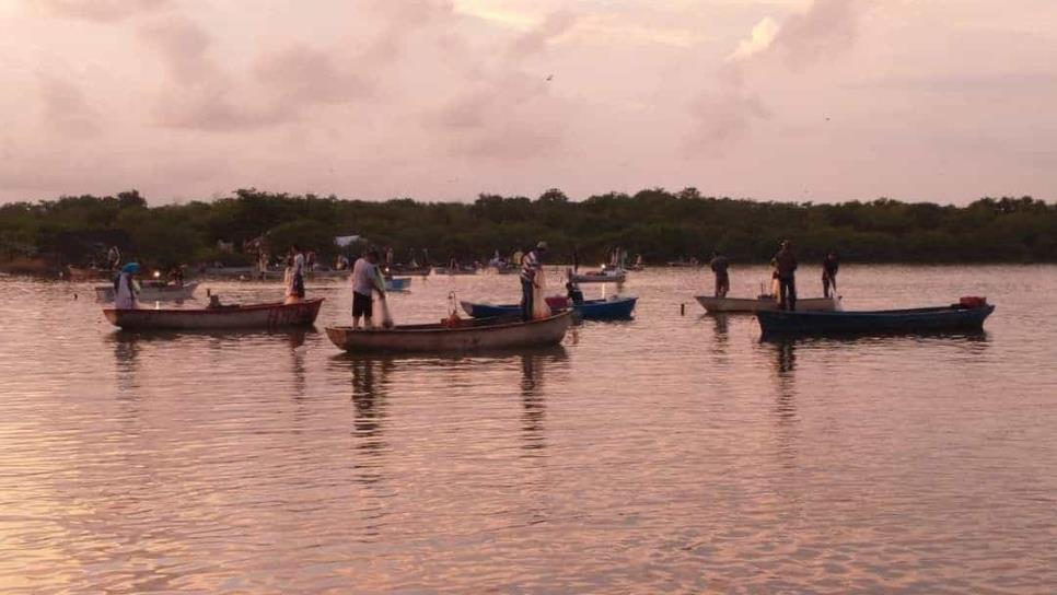 A unas horas de que se levante la veda del camarón, Pesca mantiene buena expectativa