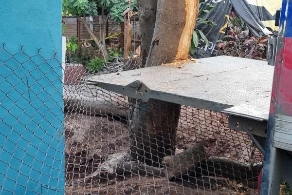 Árbol de mango mata a joven al caerle encima en el ejido Dos de Abril