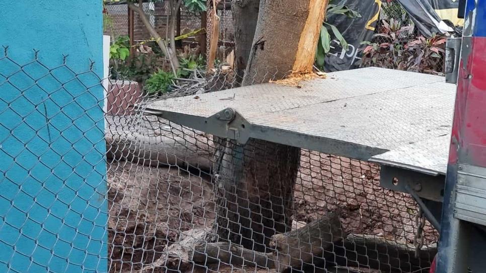 Árbol de mango mata a joven al caerle encima en el ejido Dos de Abril