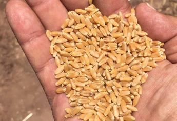 Baja cosecha de maíz en Francia por sequía