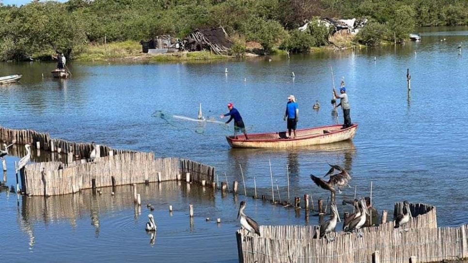 Programas de pesca serán entregados después de las elecciones: Guerra Mena