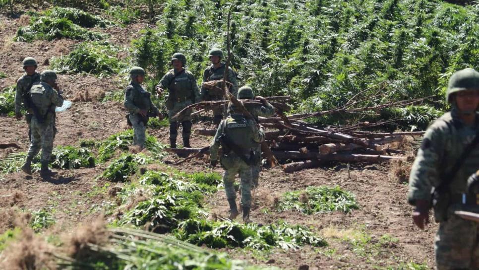 Ejército destruye plantío de mariguana en la sierra de Badiraguato