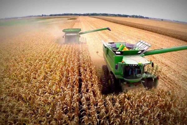 Rusia y la India incrementarán exportación de trigo