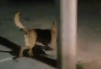 VIDEO: Captan a perro llevándose una cabeza humana