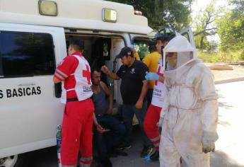 Hombre es atacado por un enjambre de abejas en la Mochis- Topolobampo