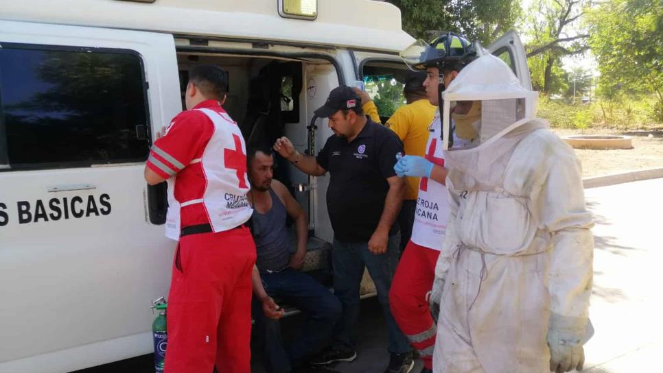 Hombre es atacado por un enjambre de abejas en la Mochis- Topolobampo