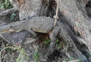 Capturan cocodrilo que paseaba en marismas de El Zapote en Mazatlán