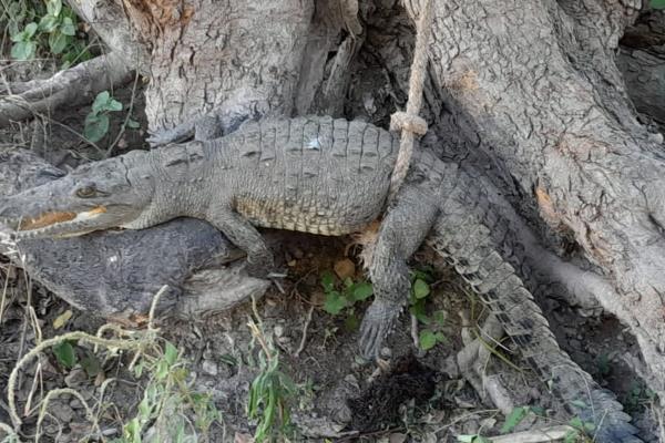 Capturan cocodrilo que paseaba en marismas de El Zapote en Mazatlán