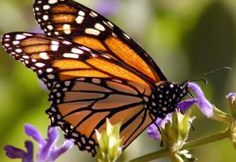 Empieza la llegada de mariposa Monarca a México para su periodo de hibernación