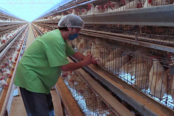 México diseña plan para proteger producción avícola de influenza aviar AH5N1