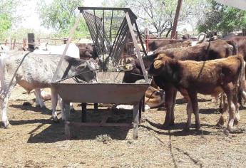 Guasave, libre de tuberculosis bovina