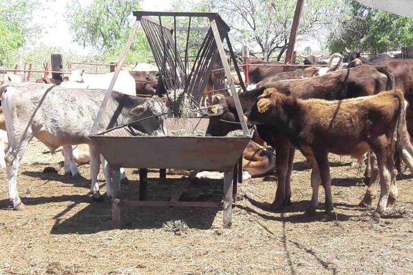 Guasave, libre de tuberculosis bovina