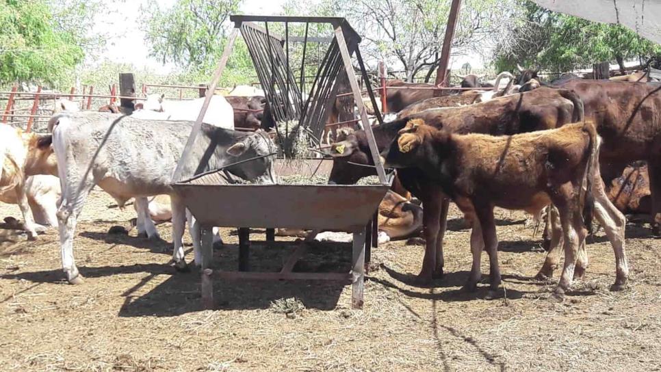 Guasave, libre de tuberculosis bovina