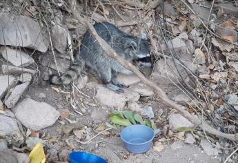 Gatos y mapaches, fauna invasora que se ha convertido en un problema ecológico en el Faro Mazatlán