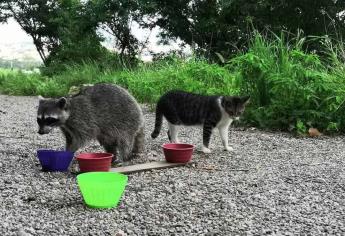 Implementará Patronato del Faro Mazatlán un programa para traslado de mapaches y gatos a otro lugar