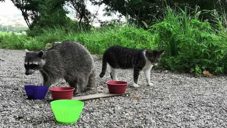 Implementará Patronato del Faro Mazatlán un programa para traslado de mapaches y gatos a otro lugar