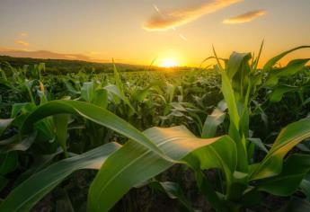 Trigo cae a lo más bajo en tres meses