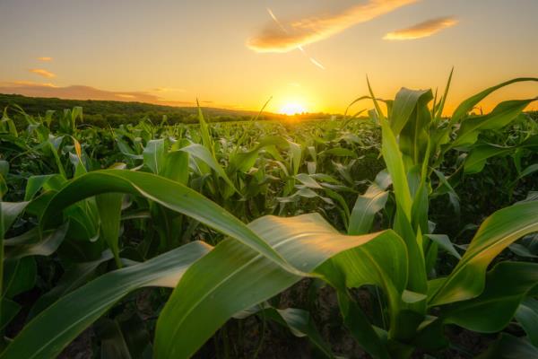 Trigo cae a lo más bajo en tres meses