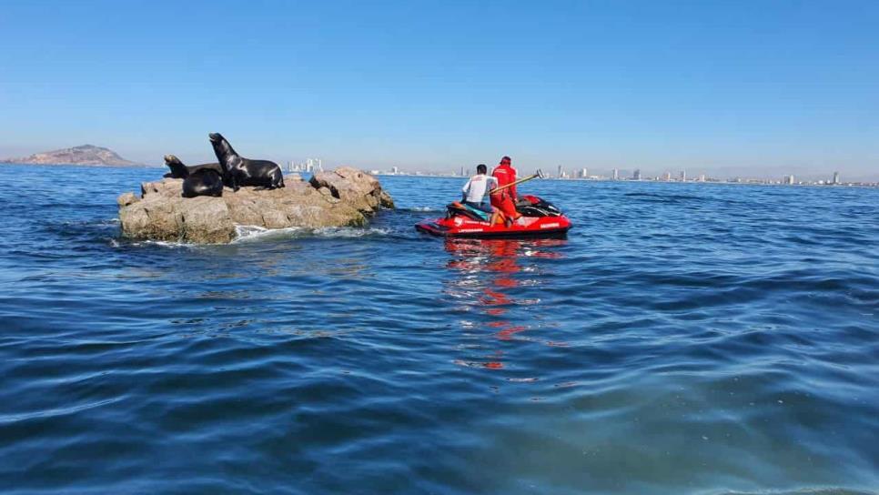 Rescatistas retiran red de pesca abandonada en piedra donde se postran lobos marinos