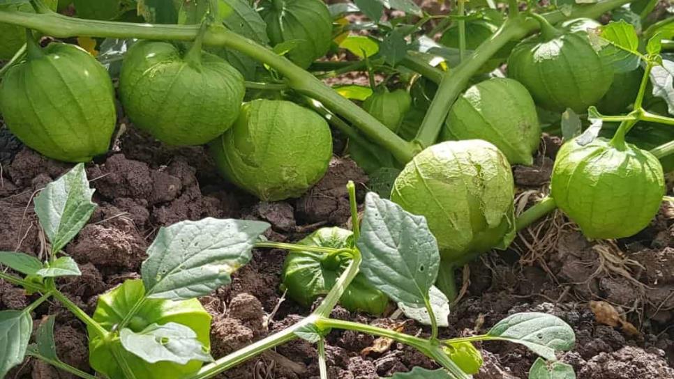 Se desploma precio del tomatillo: se vende en $3.00 el kilo