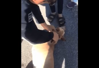 Mujer arrastra en moto a una perrita y es detenida por la policía: VIDEO