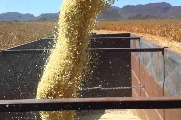 Maseca premia maíz de Sinaloa con 6 dólares