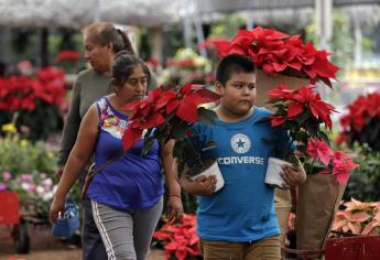 La cosecha de la flor de Nochebuena inicia en México con nuevas variedades