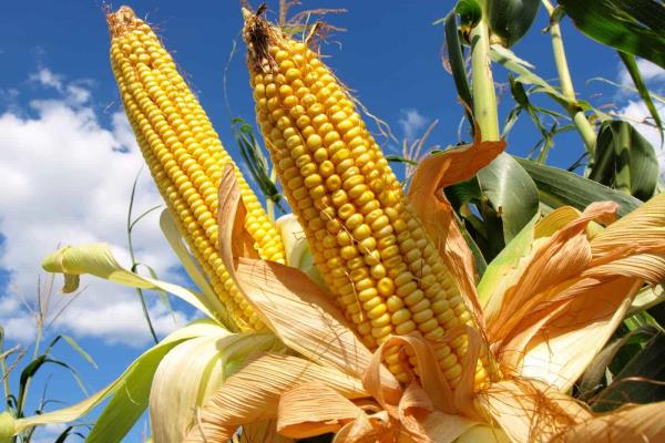 México sí va a importar maíz amarillo transgénico México sí va a importar maíz amarillo transgénico