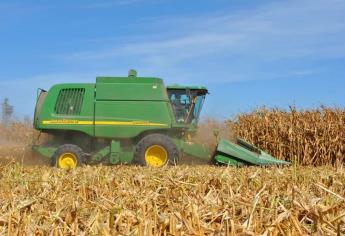 Precio del trigo ha perdido 40 dólares en el último mes