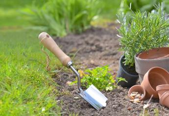 Por qué la cerveza puede salvar a tus plantas en el jardín