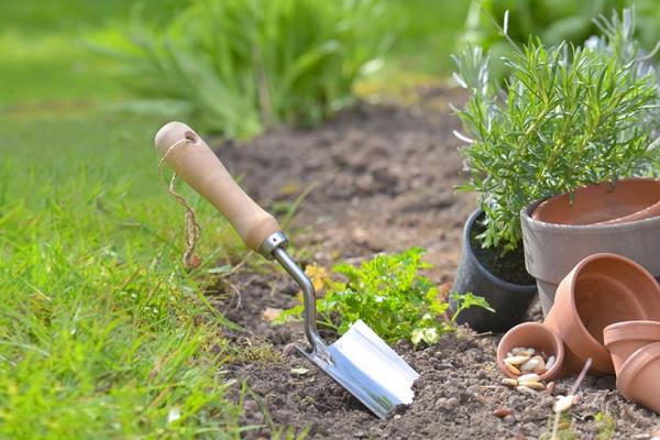 Por qué la cerveza puede salvar a tus plantas en el jardín
