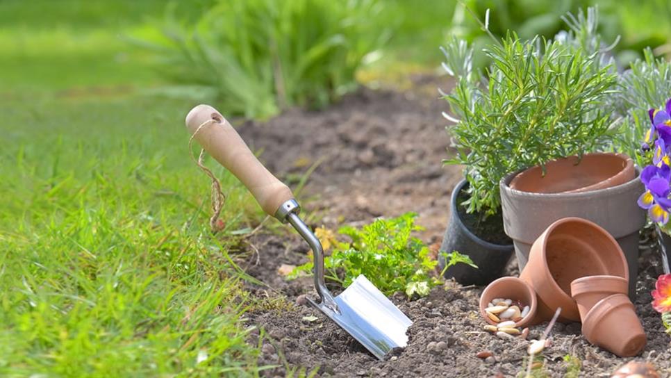 Por qué la cerveza puede salvar a tus plantas en el jardín