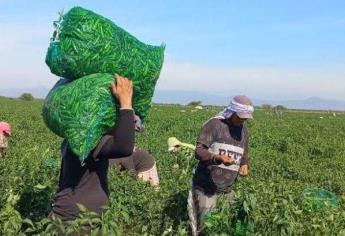 Con fogatas y riegos, agricultores del sur de Sinaloa protegen sus siembras del frío