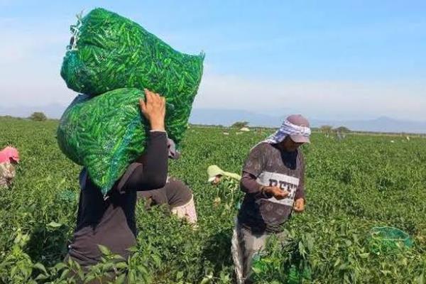 Con fogatas y riegos, agricultores del sur de Sinaloa protegen sus siembras del frío