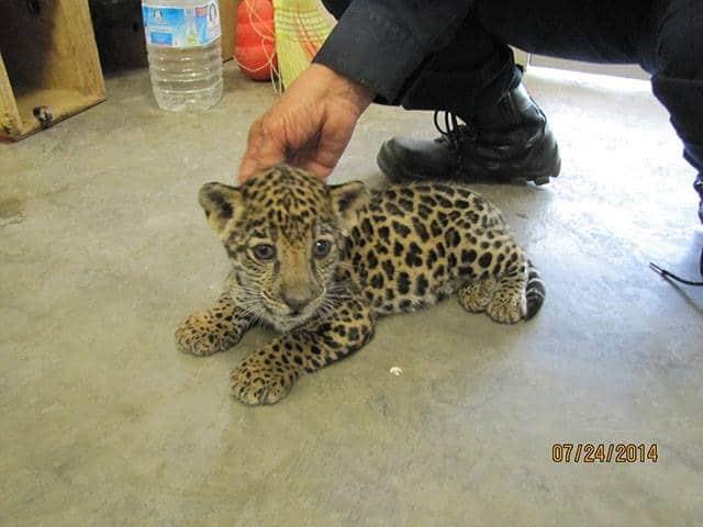 Tigres, panteras, monos y hasta mapaches, los animales exóticos que son mascotas comunes en Sinaloa