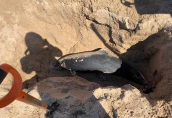 Localizan a Delfin sin vida en playas de Mazatlán